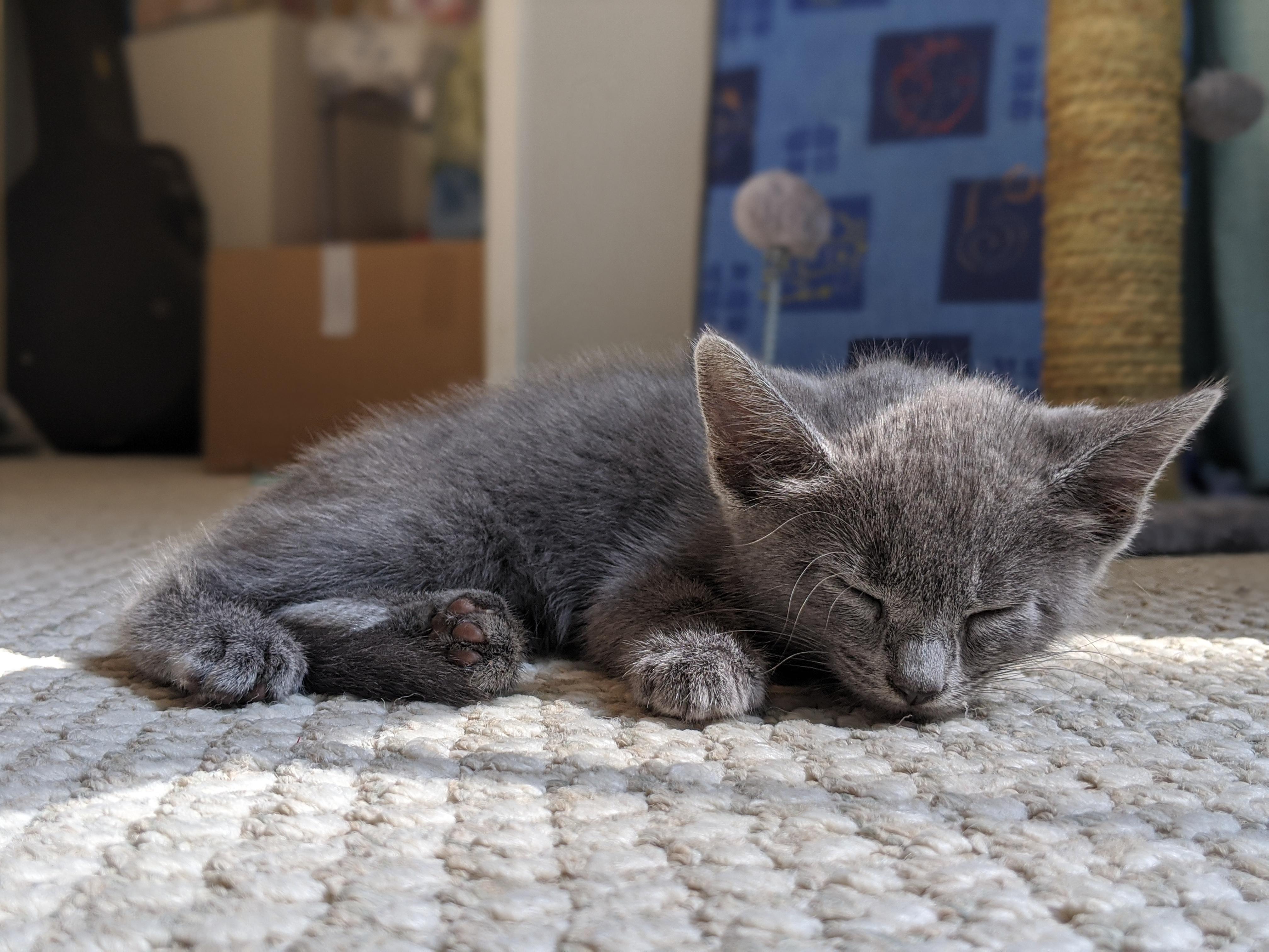 How to Make a Cat Sleep in Their Bed Instead of Yours 5 Steps
