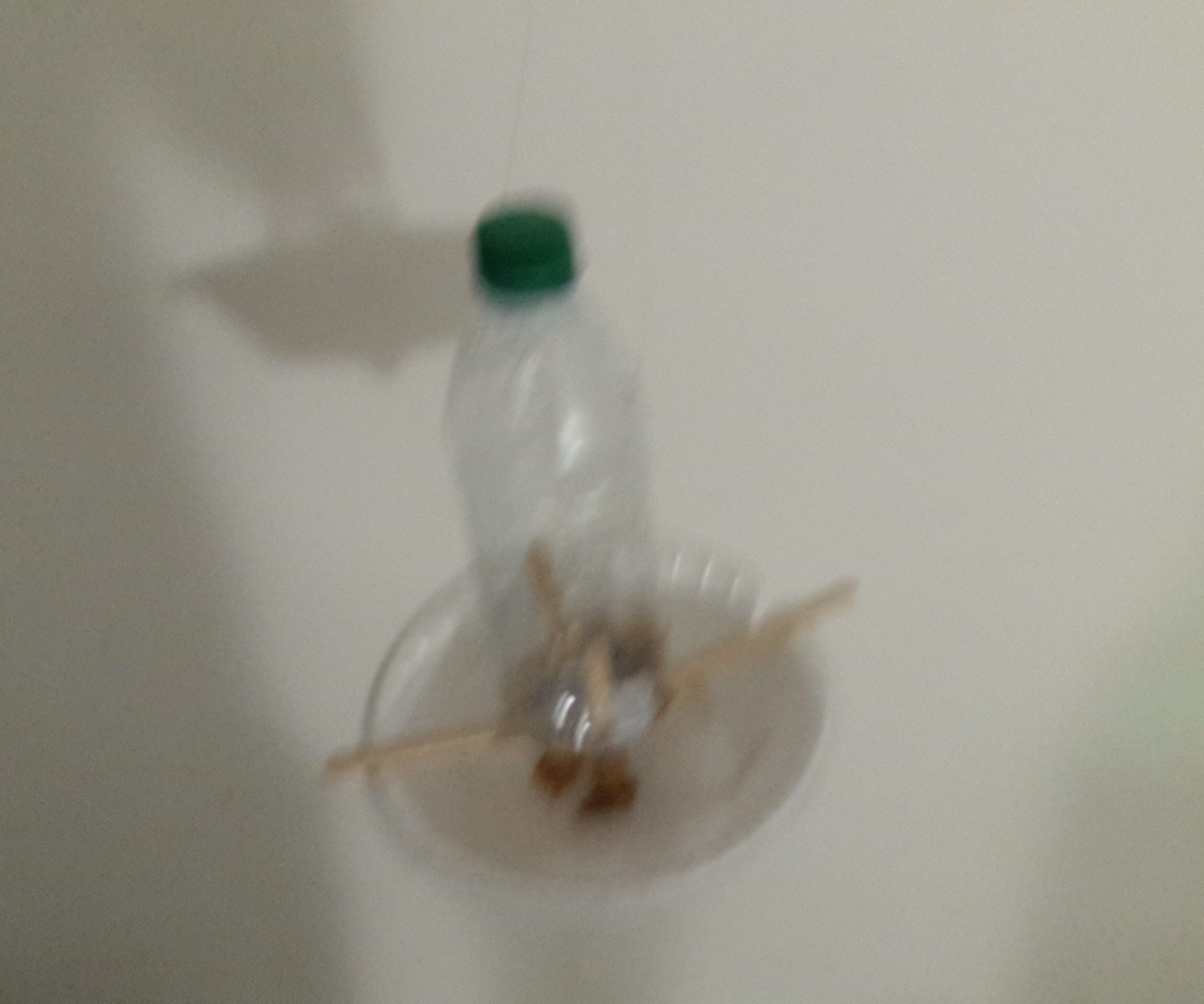 APES Teh Bird F33der V1.0