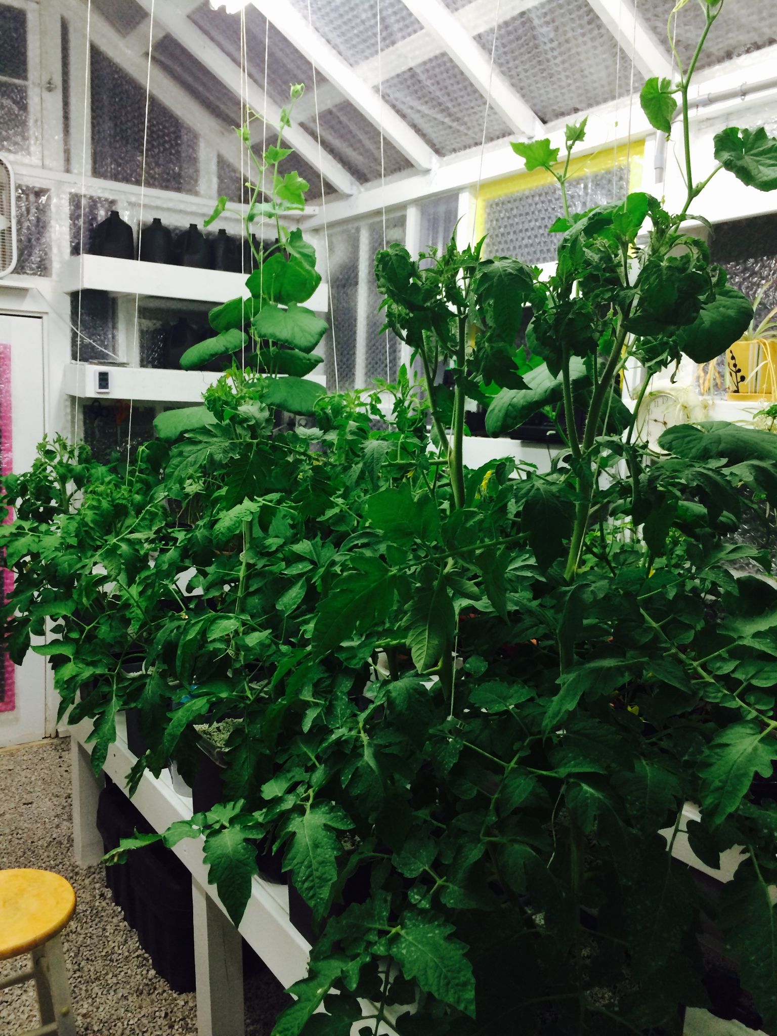 Dutch Bucket Hydroponic System : 27 Steps (with Pictures) - Instructables