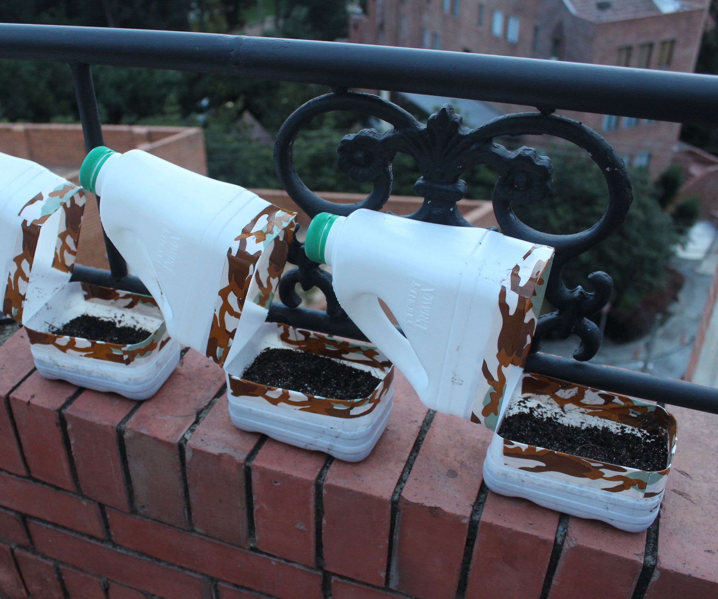 Mini Milk Jug Greenhouse