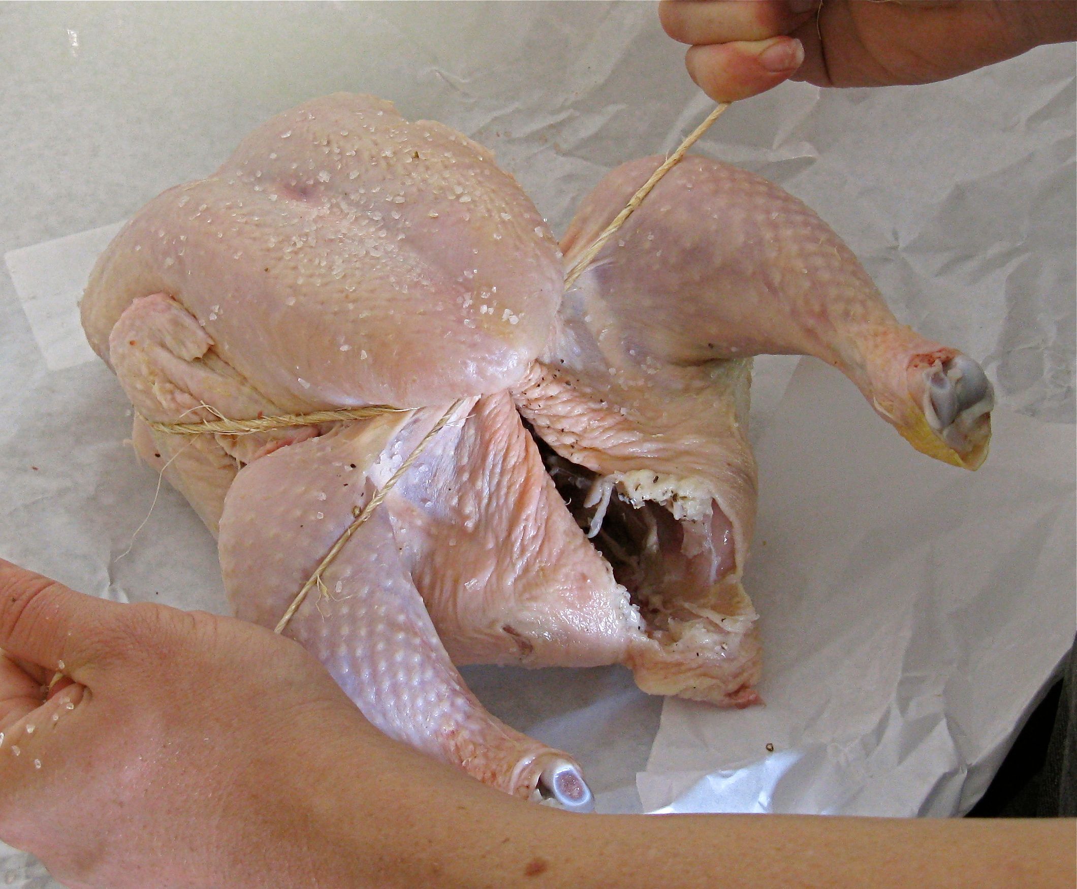 what does tuss the chicken mean