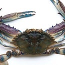 Aussie Spicy Crab Curry, in This Video We Show You Step by Step How to Cook a Aussie Style Spicy Curry That Will Impress Your Family