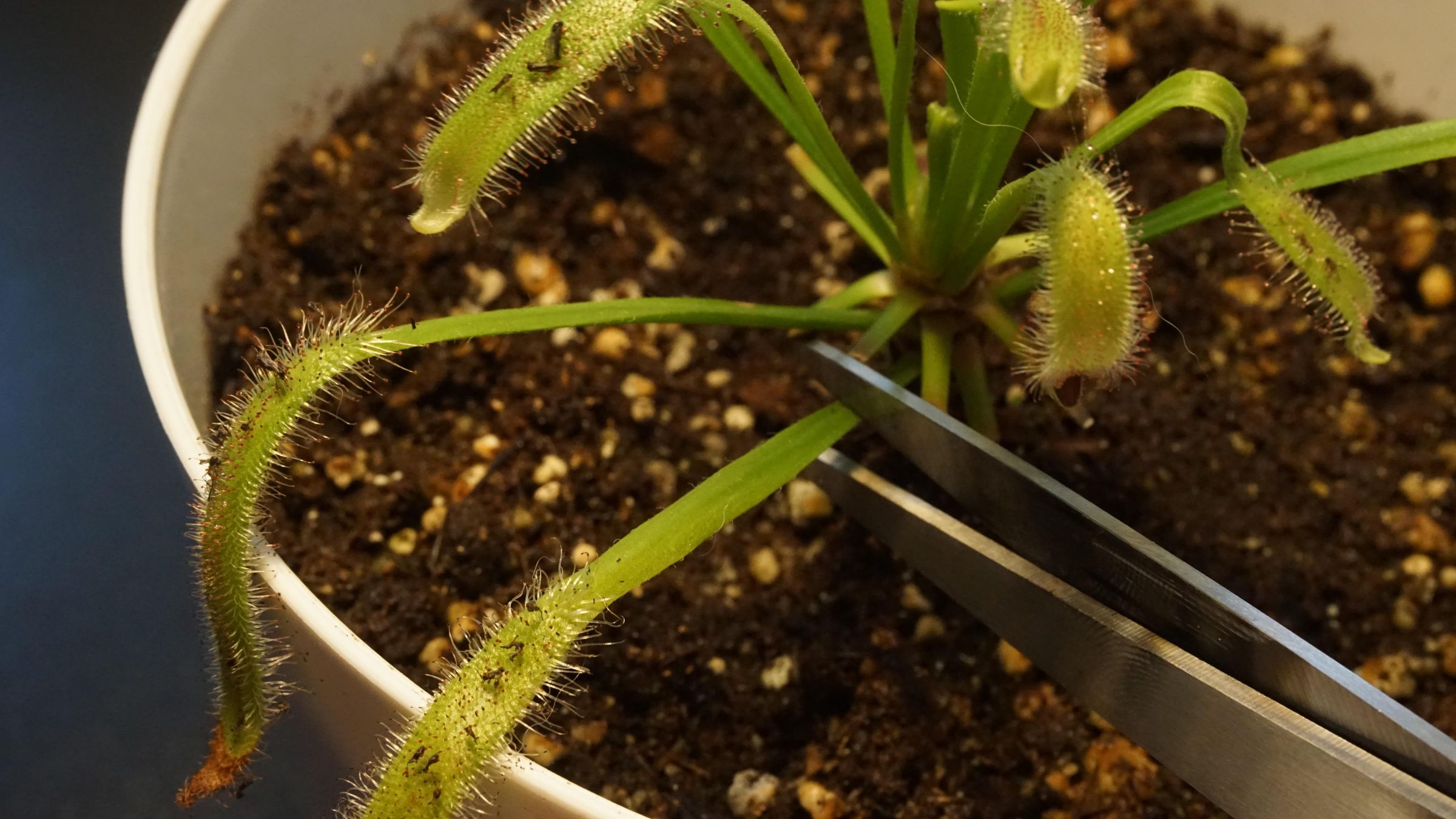 Sundew Roots How To Propagate Sundew Plant