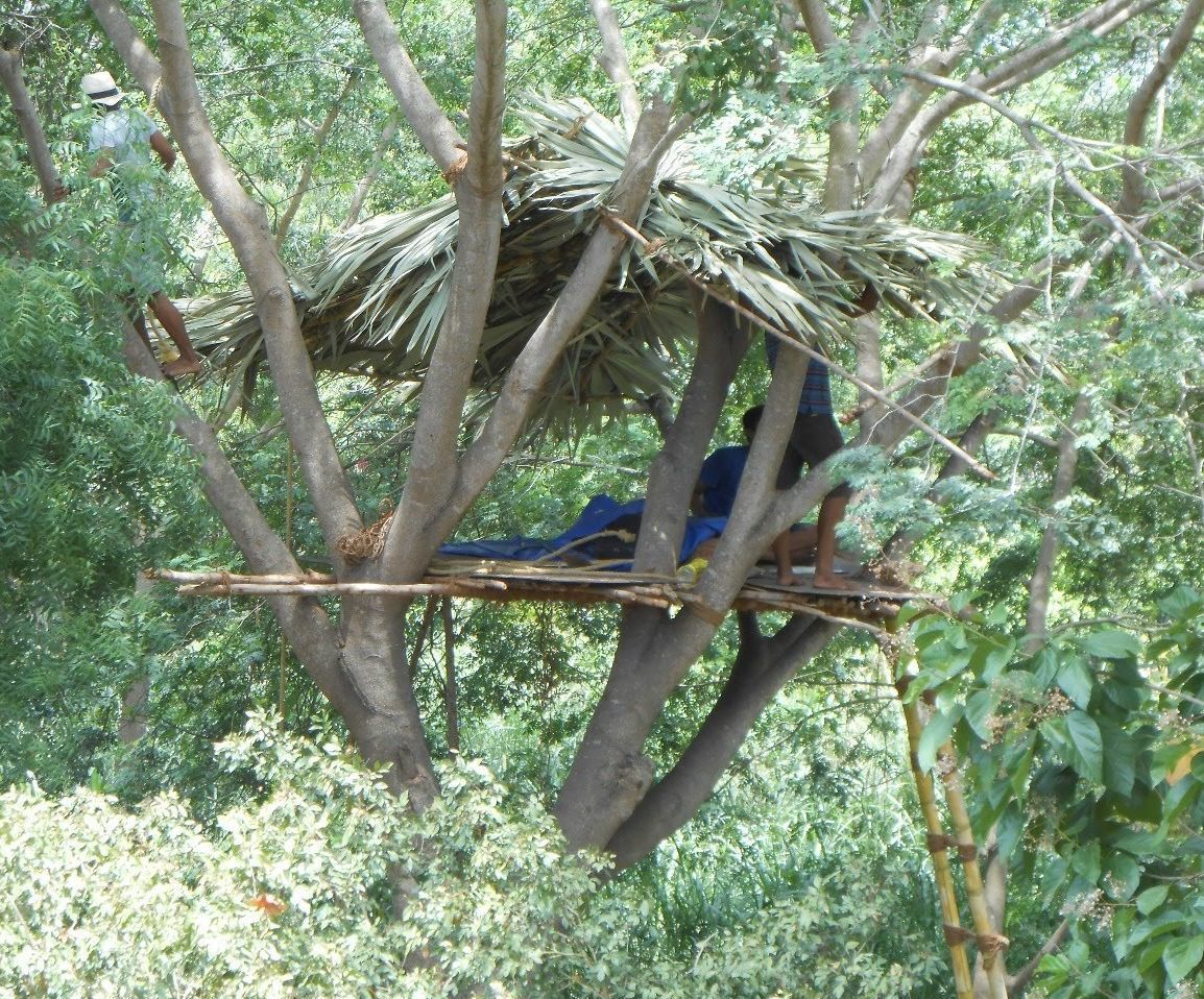 Treehouse