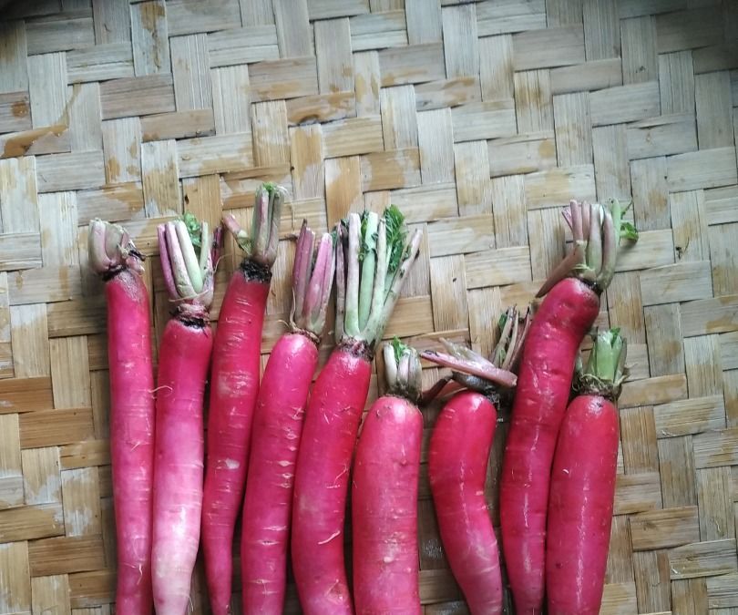 Medicinal Radish Pickle