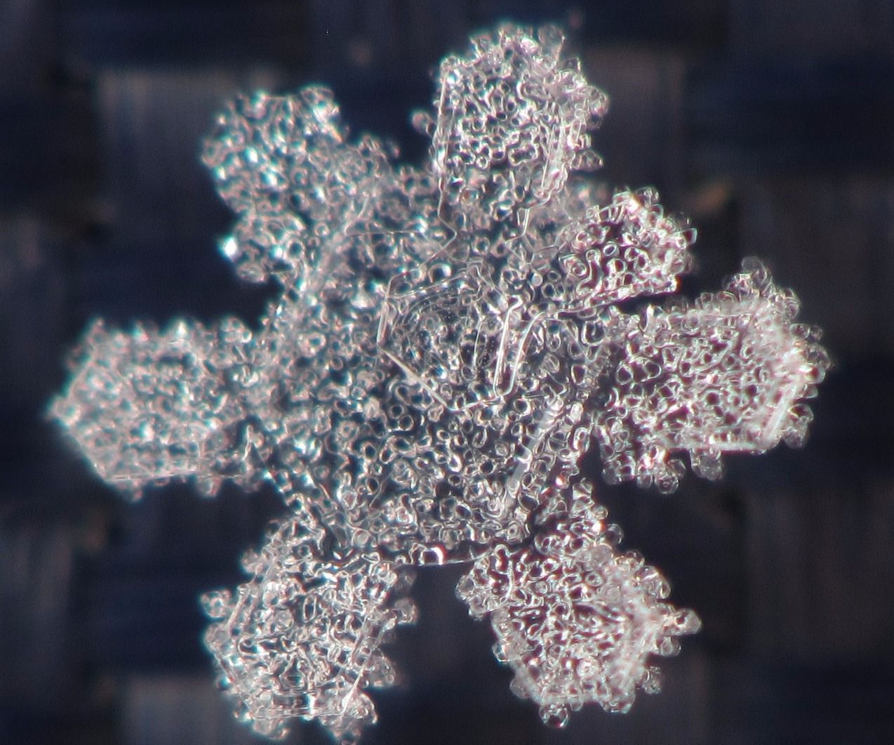 Snowflake Photography