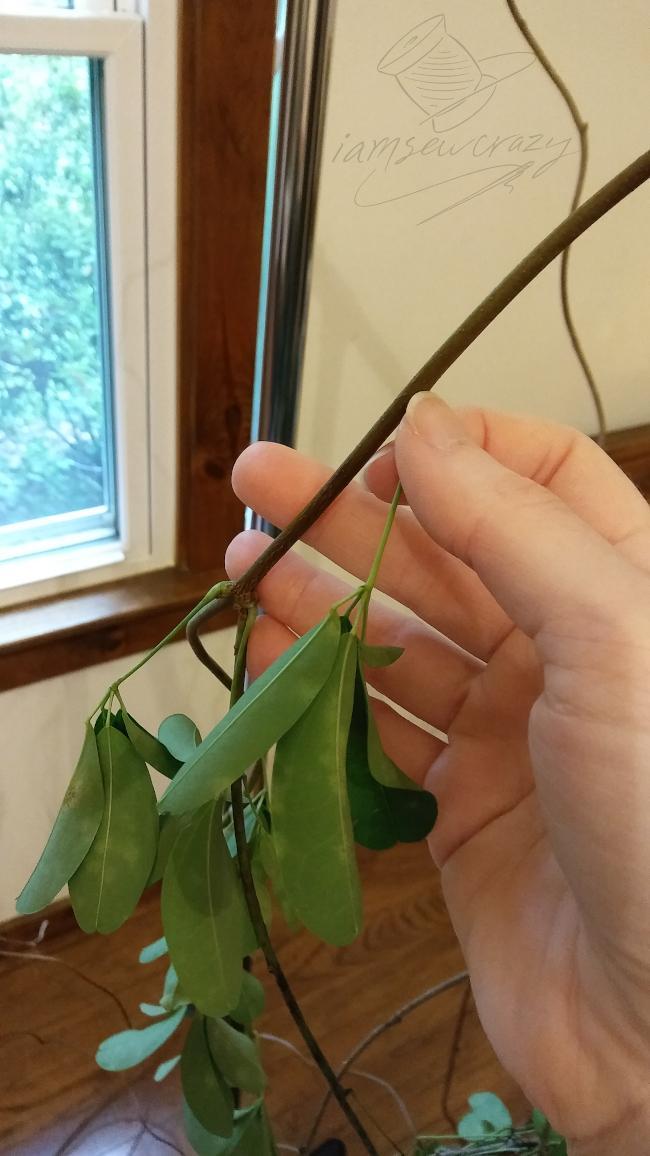 How to Weave the Vines