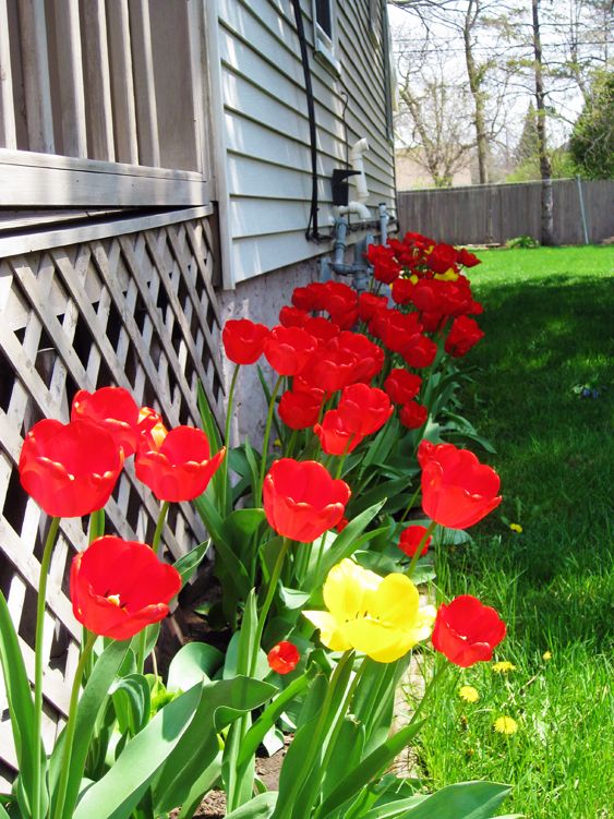 My Tulips