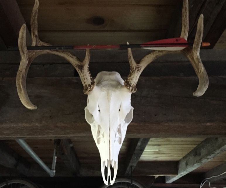 Do You Have To Boil Deer Antlers For Dogs