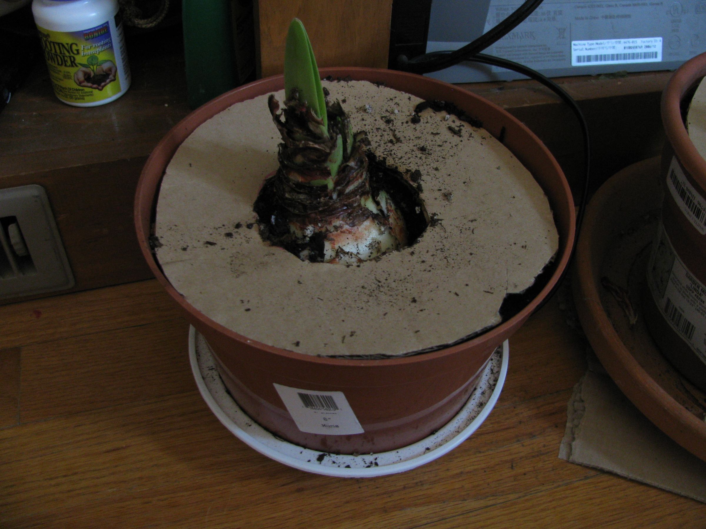 How Make a Cat Baffle for House Plants