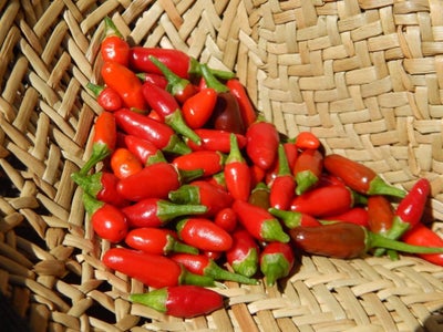 Fast, Free and Easy Solar Dried Chillies