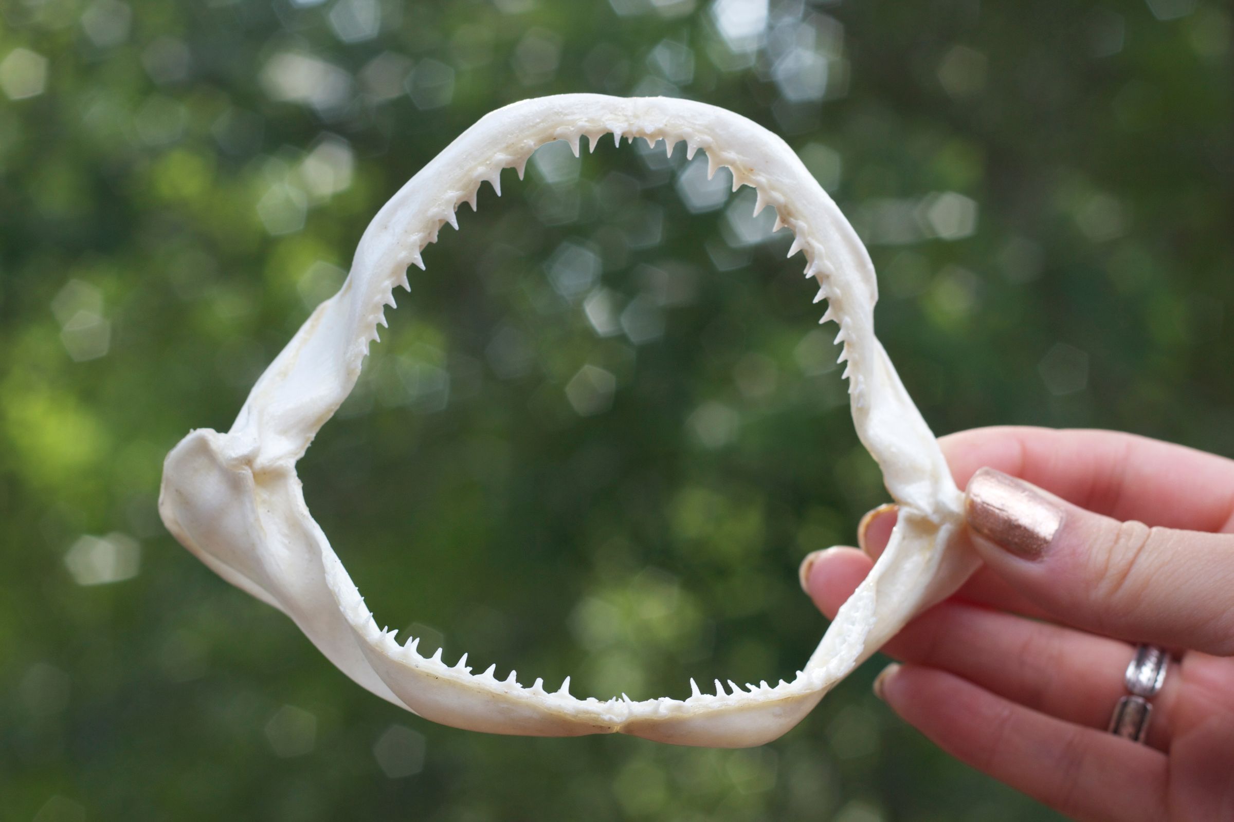Preserving Shark Jaws and Skin From Start to Finish