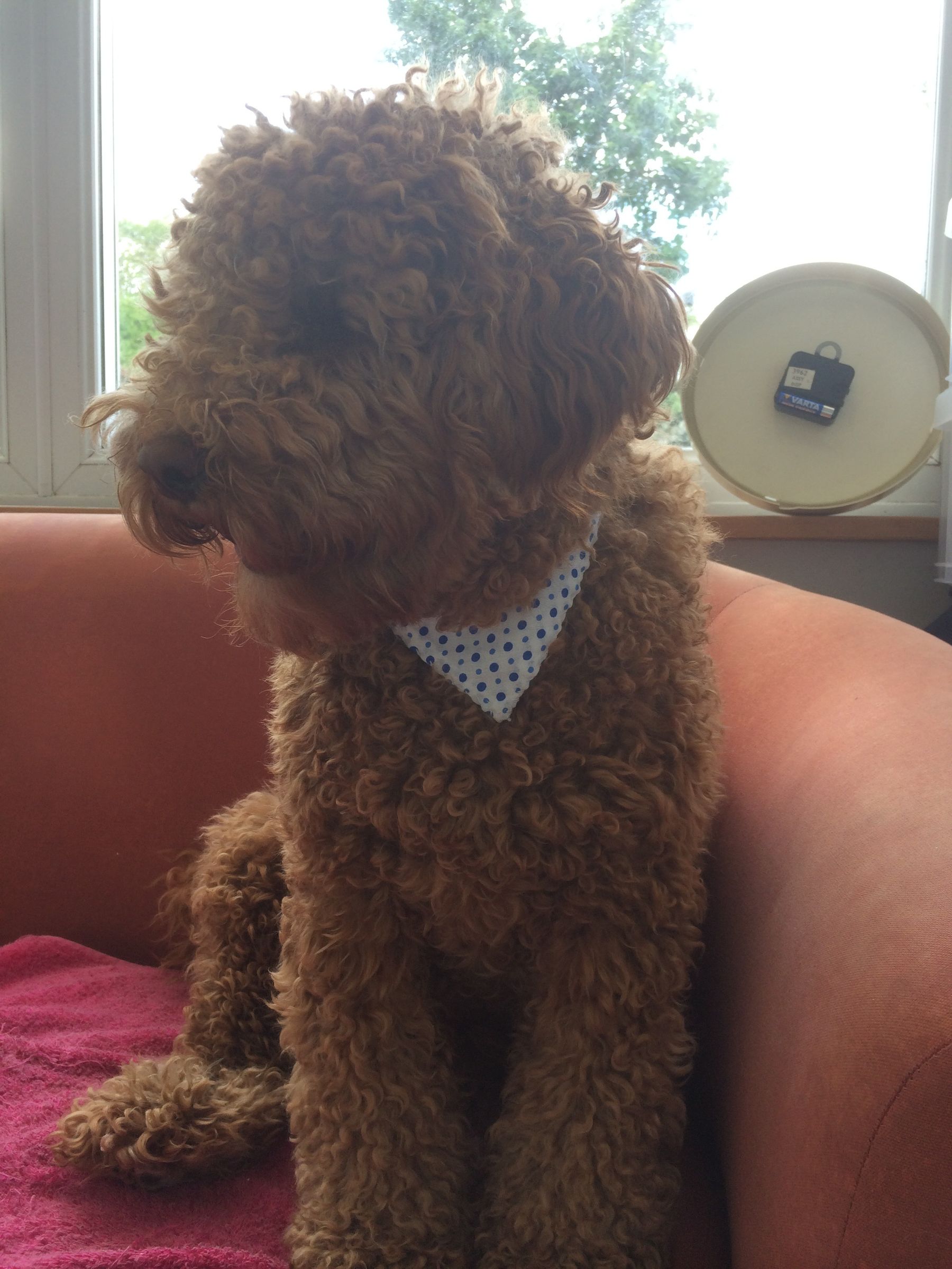 Dog Collar Neckerchief