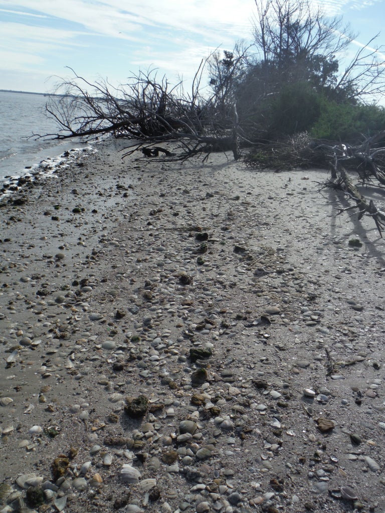 How to Find Shark Teeth : 10 Steps (with Pictures) - Instructables