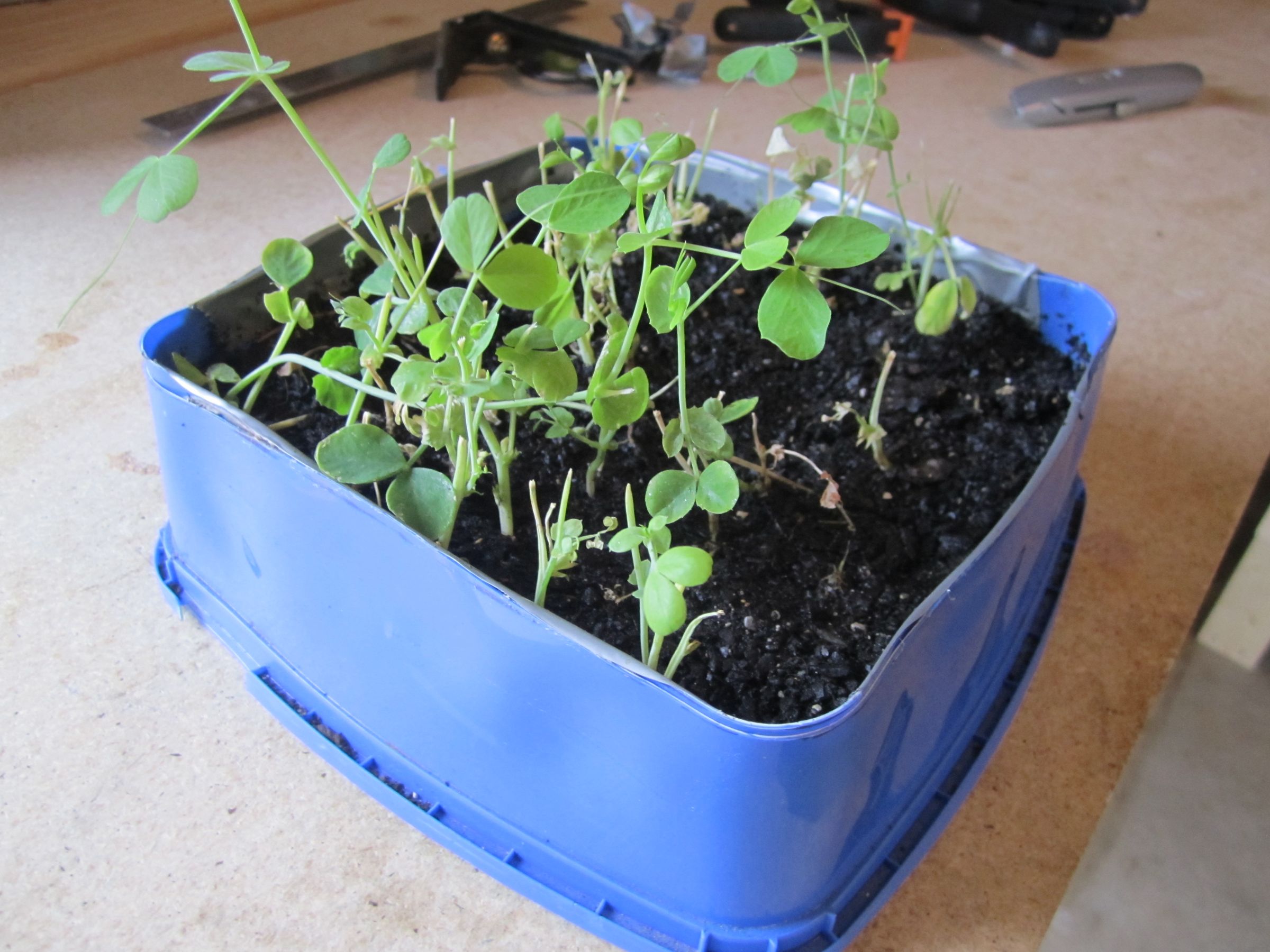 Ice Cream Tub Seedling Tray