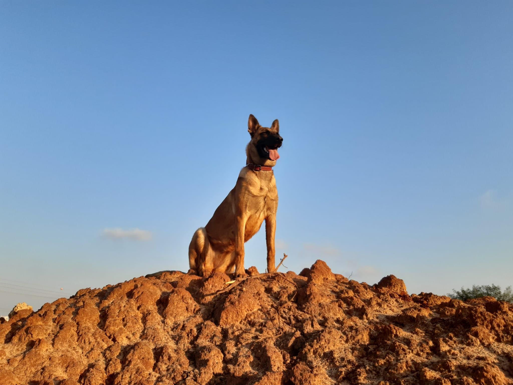 How to Raise a Dog 5 Steps Instructables