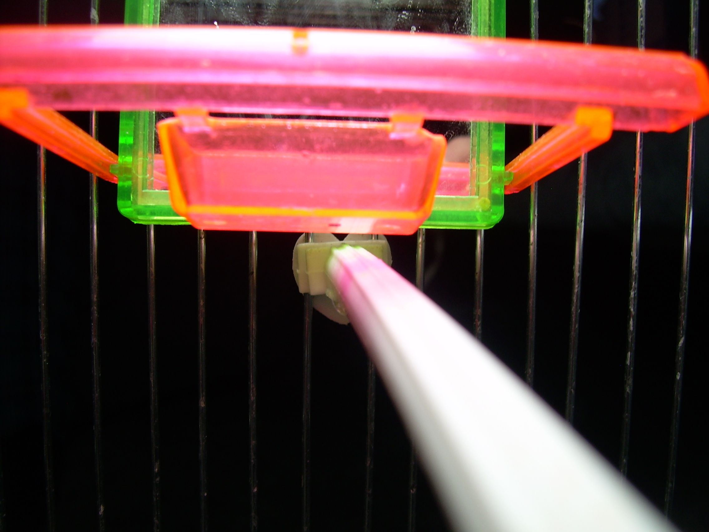 Parakeets Controlling Lights! 7 Steps (with Pictures) Instructables