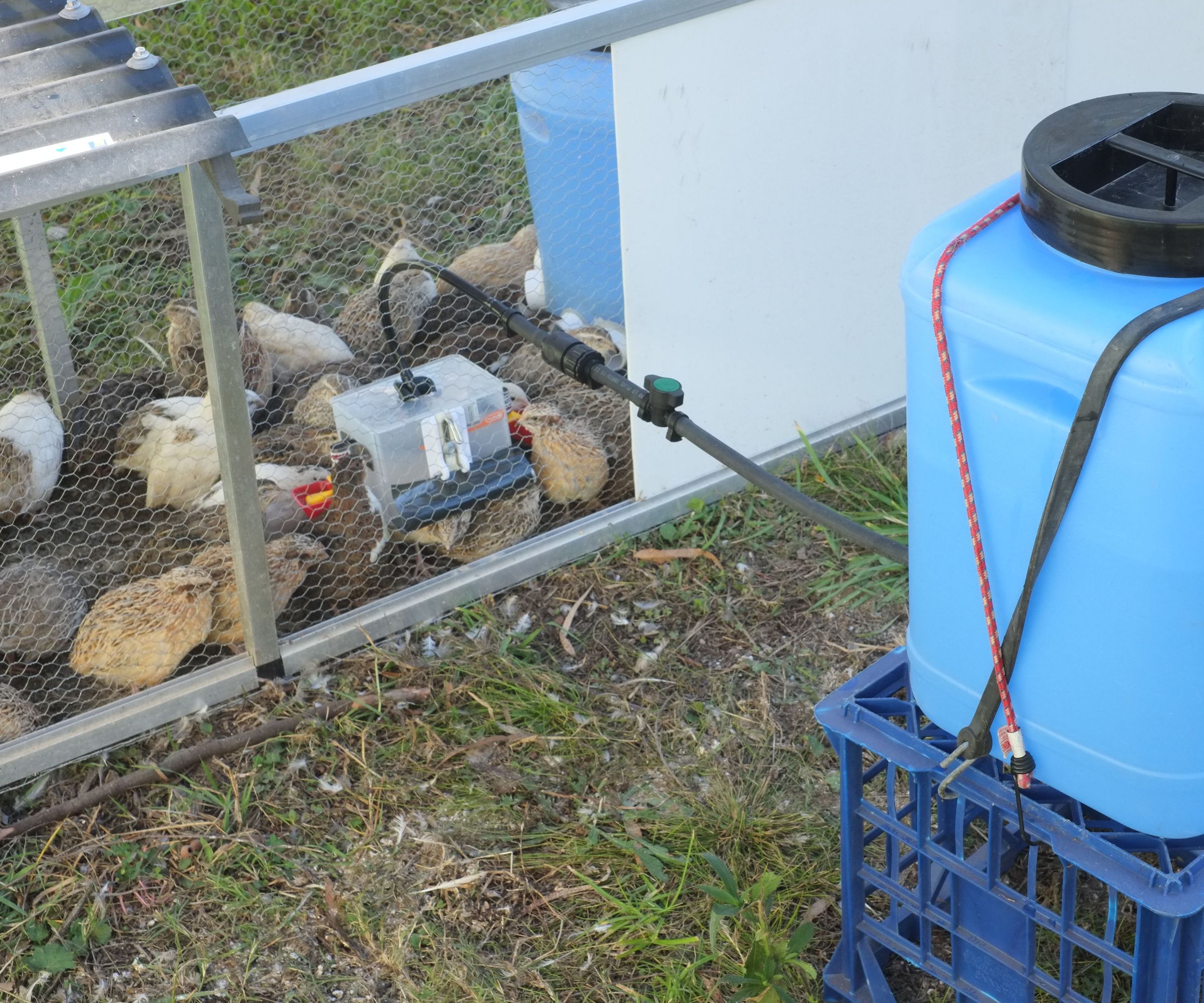 Quail or Chicken Drinker to Suit a Moving Tractor or Hutch