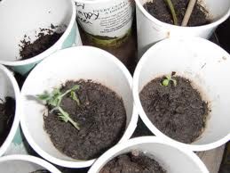 How to grow pea plants indoors