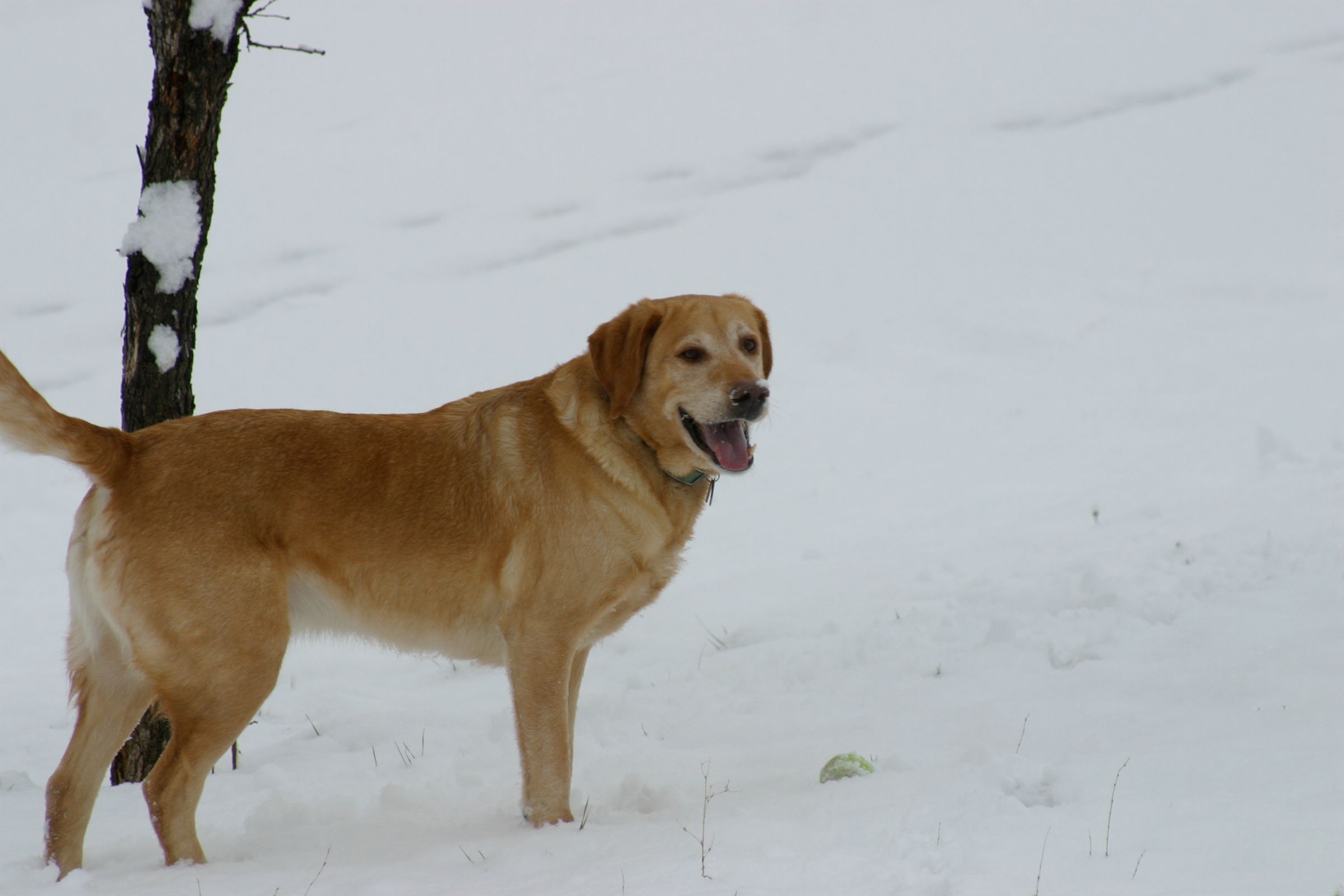 How to Exercise Your Dog