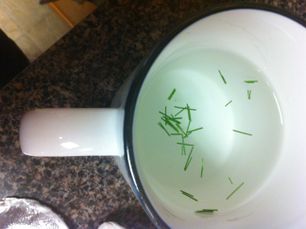 How to Make Pine Needle Tea