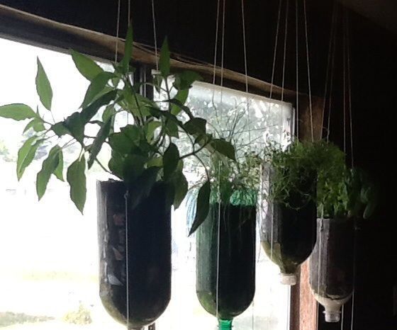 Recycle Your Soda Pop Into Hanging Planter