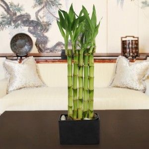 Easter Plants Can Help Makes Your Home Ready for a New Start