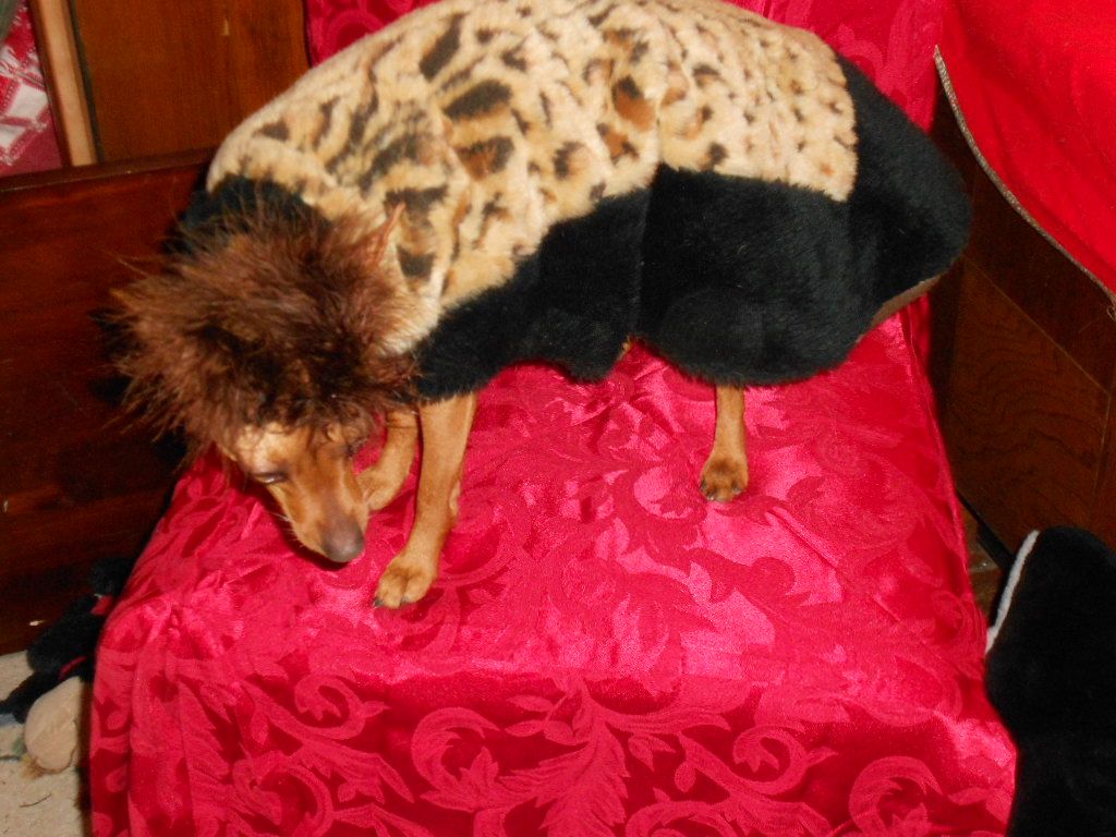Chic Cheetah Full Length Coat With Hat for Miniture Dogs