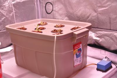 Homemade Deep Water Culture Hydroponics System