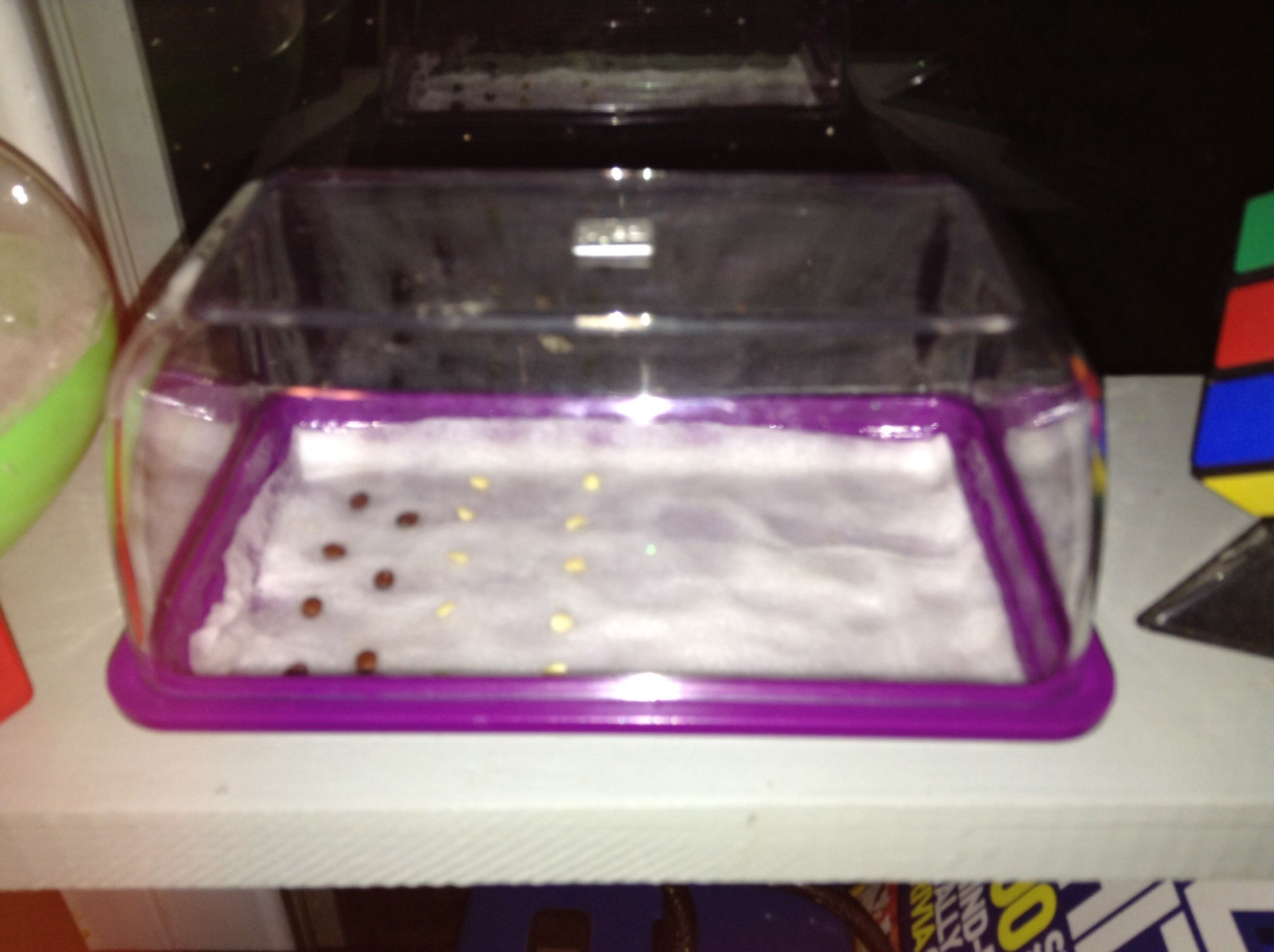 grow plants from a seed