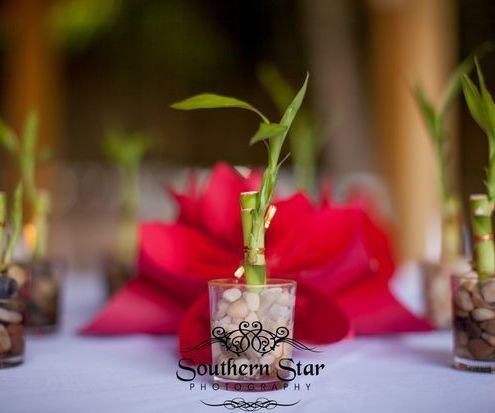 Live Bamboo Wedding Favors - Budget Friendly