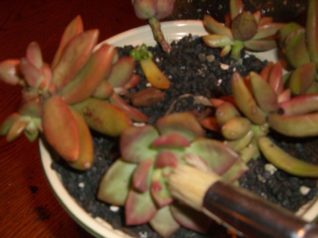 Planting Hens and Chicks