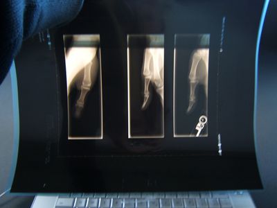 Computer Screen X-Ray Viewer : 4 Steps - Instructables