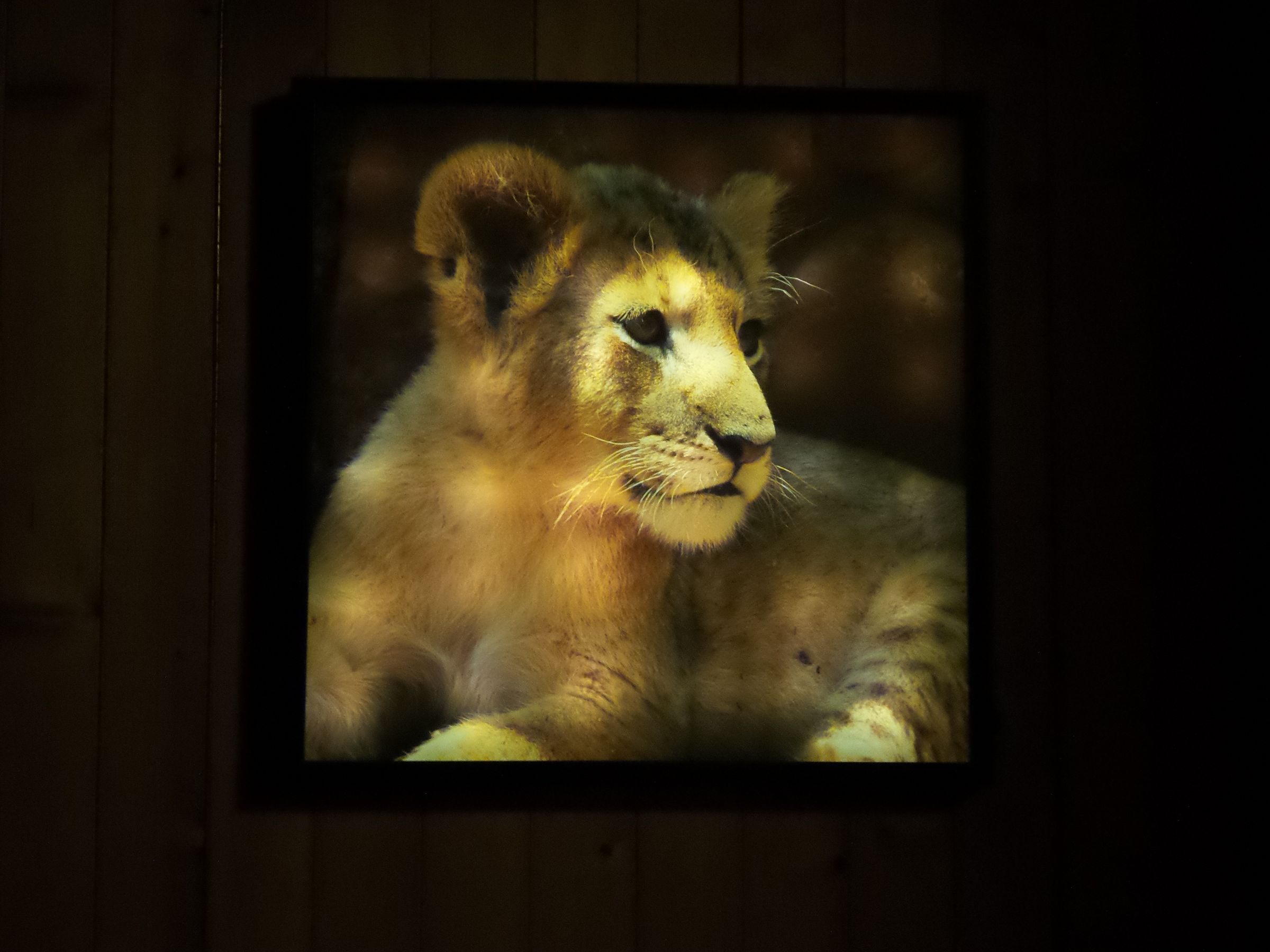 Backlit Frame Lightbox