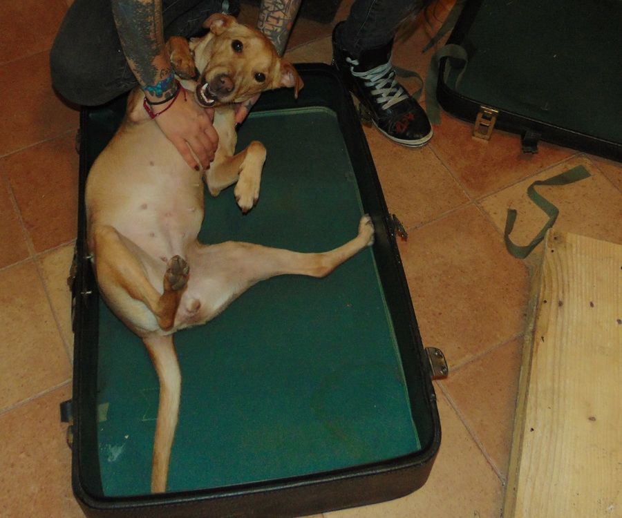 Repurposing Old Suitcases Into Doggy Beds