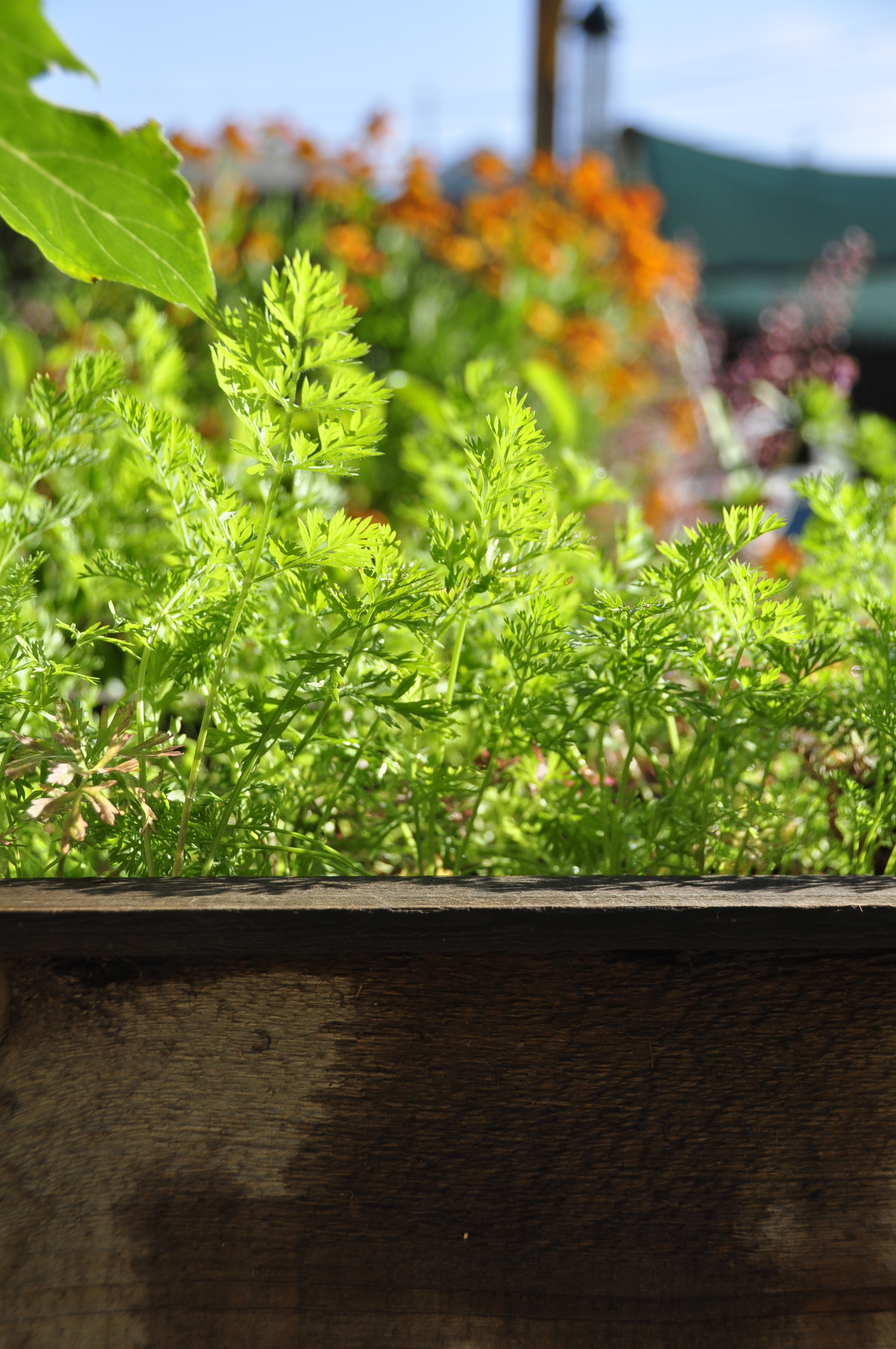 How to Make the Most of Your Garden Space and Grow More Vegetables