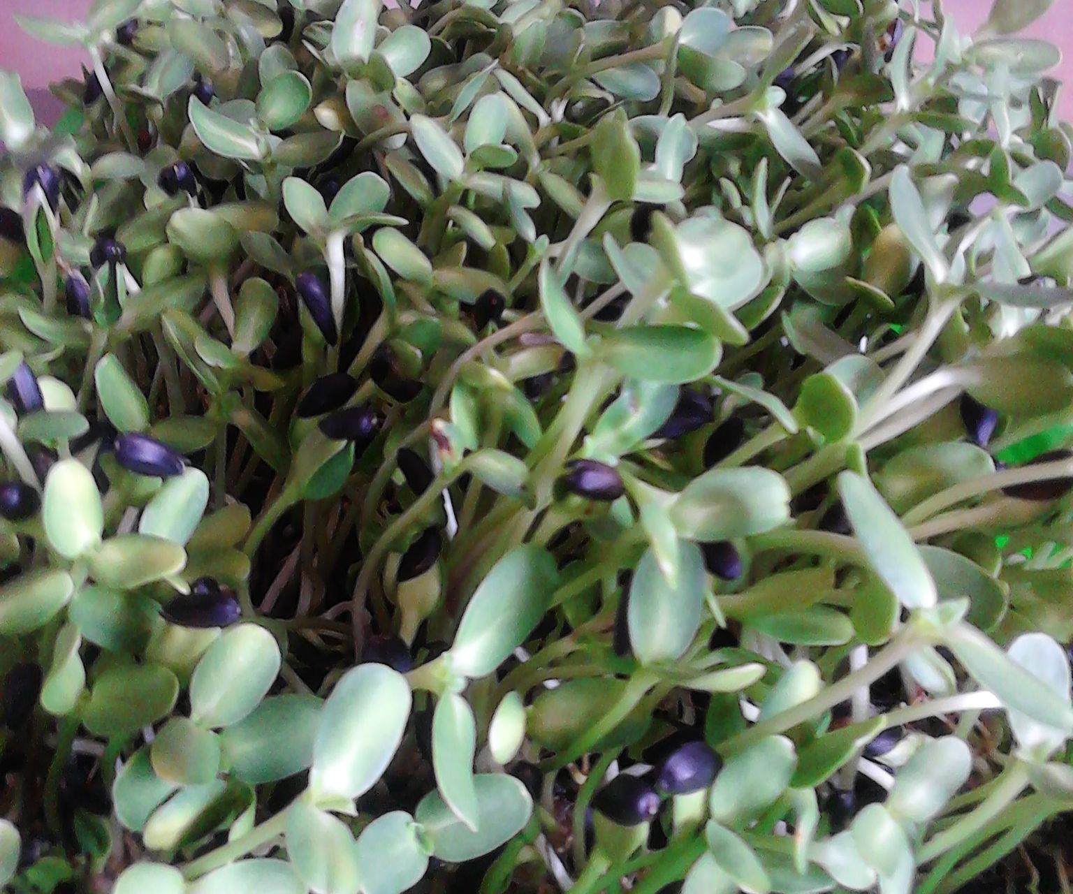 A SUPER EASY AND CHEAP INDOORS OR OUTDOORS SPROUTER