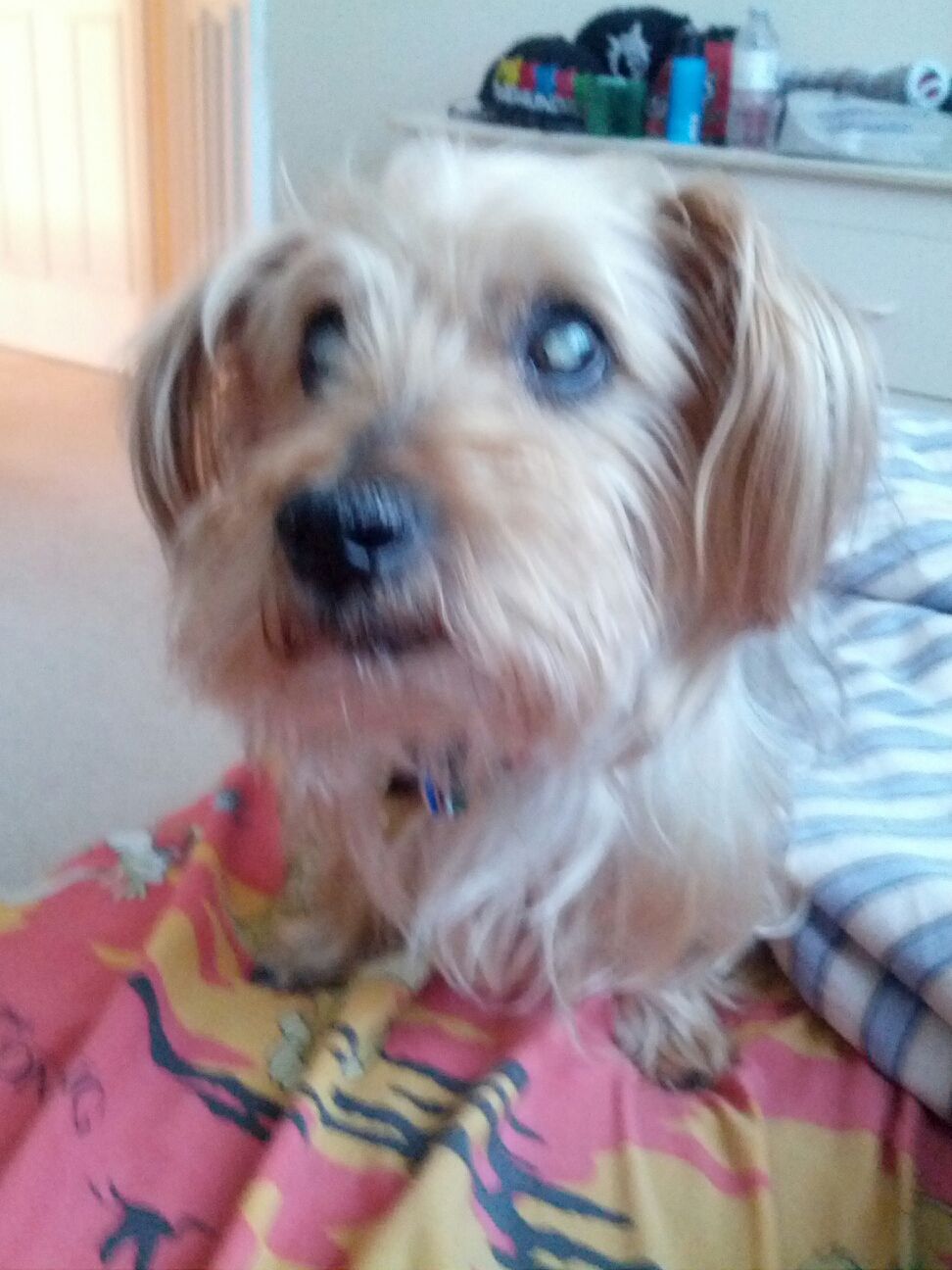 How to Open the Front Door (For Dogs)