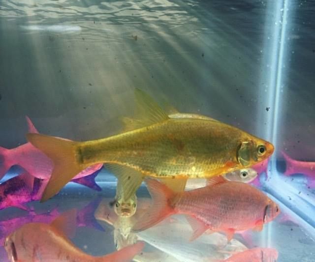 Dye Live Bait Fish