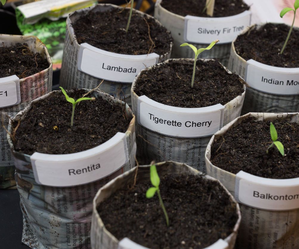 Up-cycle News Paper to Plant Pot to Grow Tomato