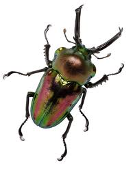 Deciding on Your Beetle