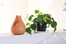 How to Increase Humidity for Houseplants : 6 Steps (with Pictures) -  Instructables