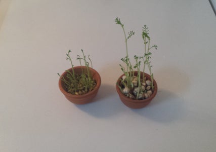 Lentil and Chickpea Nativity Plants