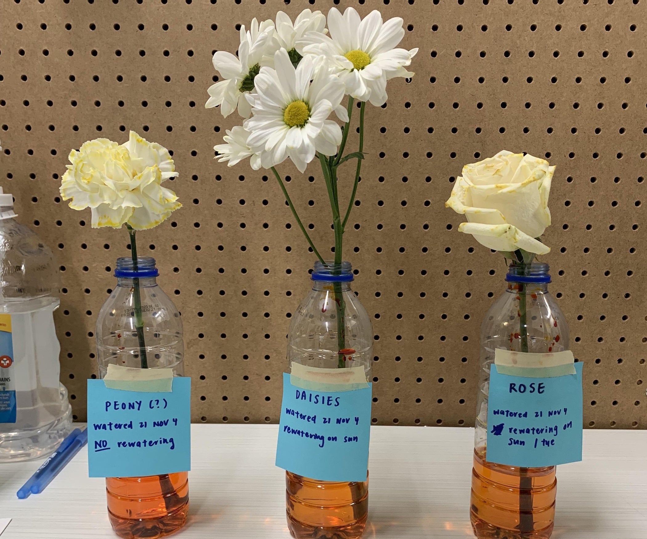 How to Dye Flowers Different Colours 3 Steps Instructables