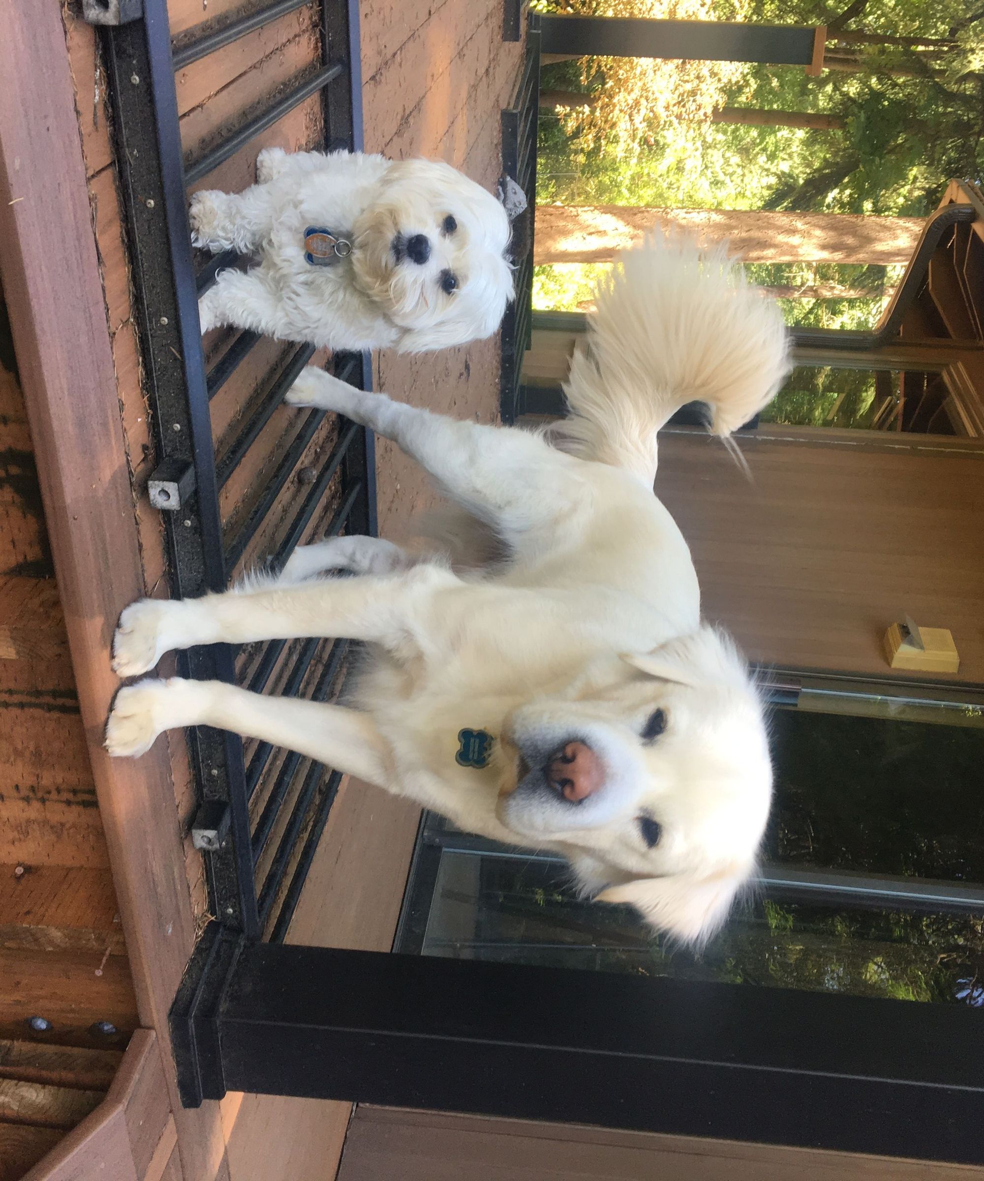 Dual Pet Leash Adaption