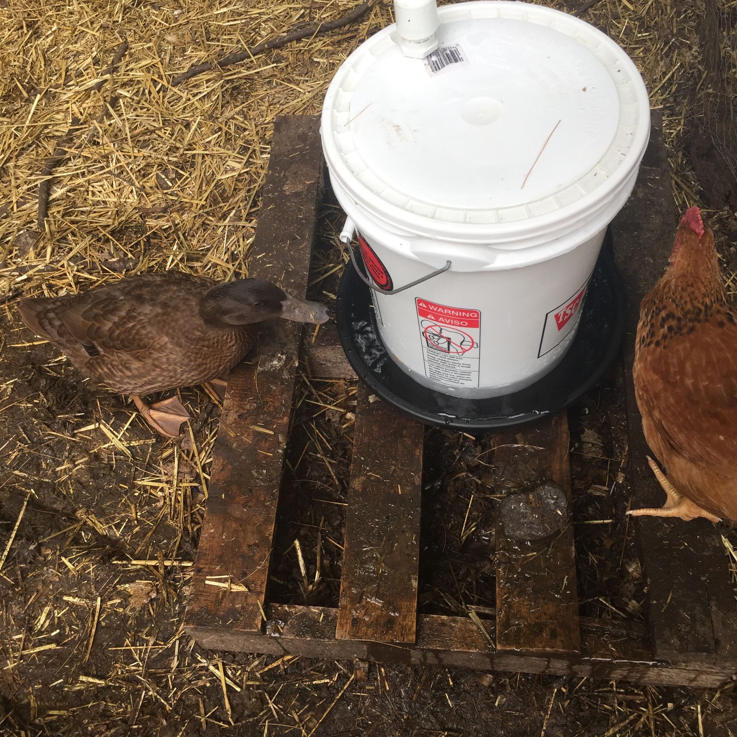 how do i make a chicken waterer out of a 5 gallon bucket