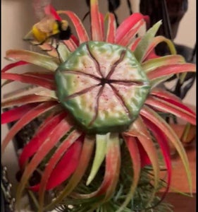 Cleopatra Mouth Petals