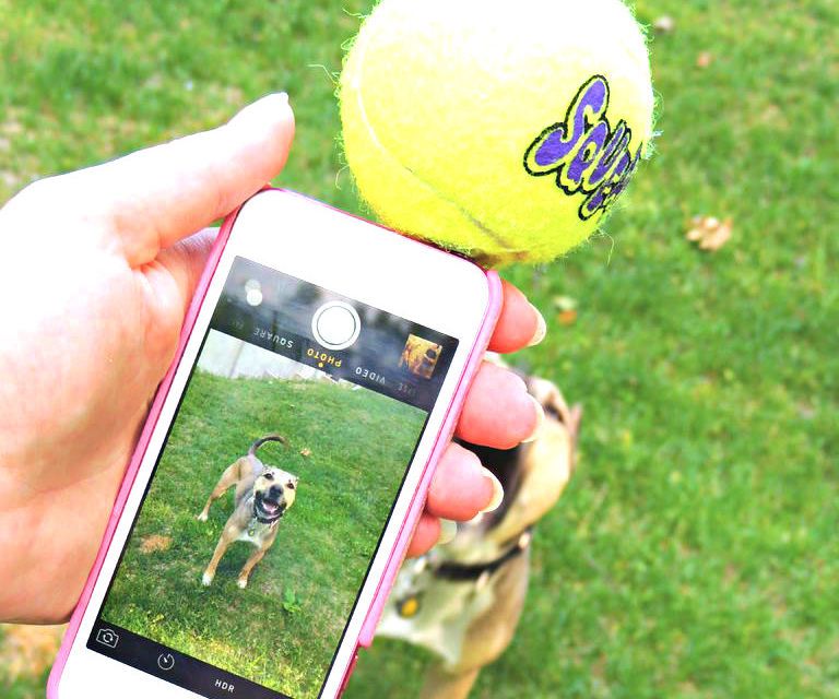 Dog Selfie Attachment