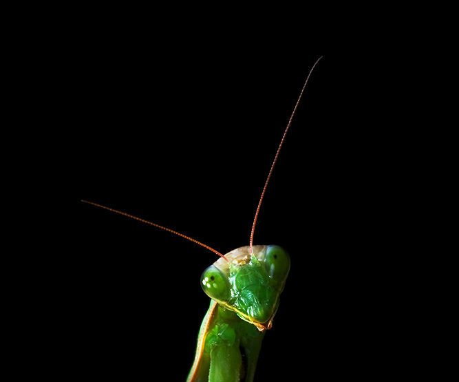 Cómo criar las mantis religiosas