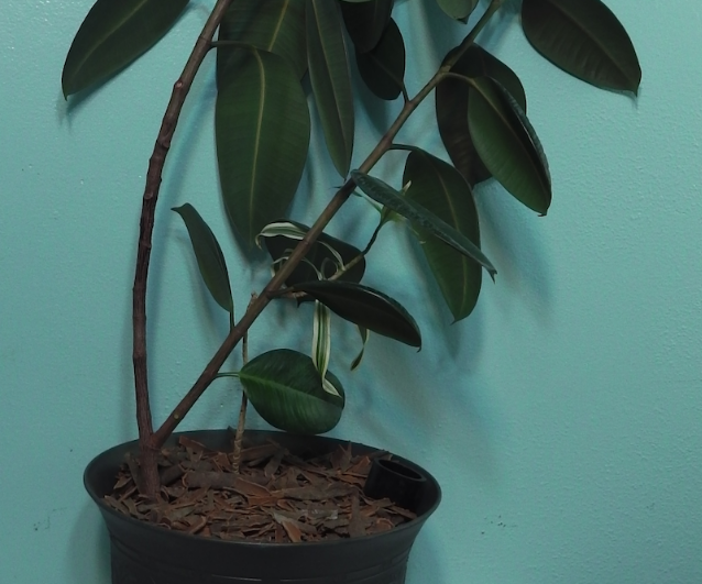 Pest Control, Prevent Fungus Gnats on Houseplants 